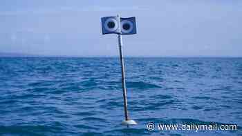 Beware the giant googly eyes! Scientists deploy 'floating scarecrows' off the coast of Cornwall to deter seagulls