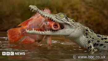 Man charged over AI image of crocodile in Singapore reservoir