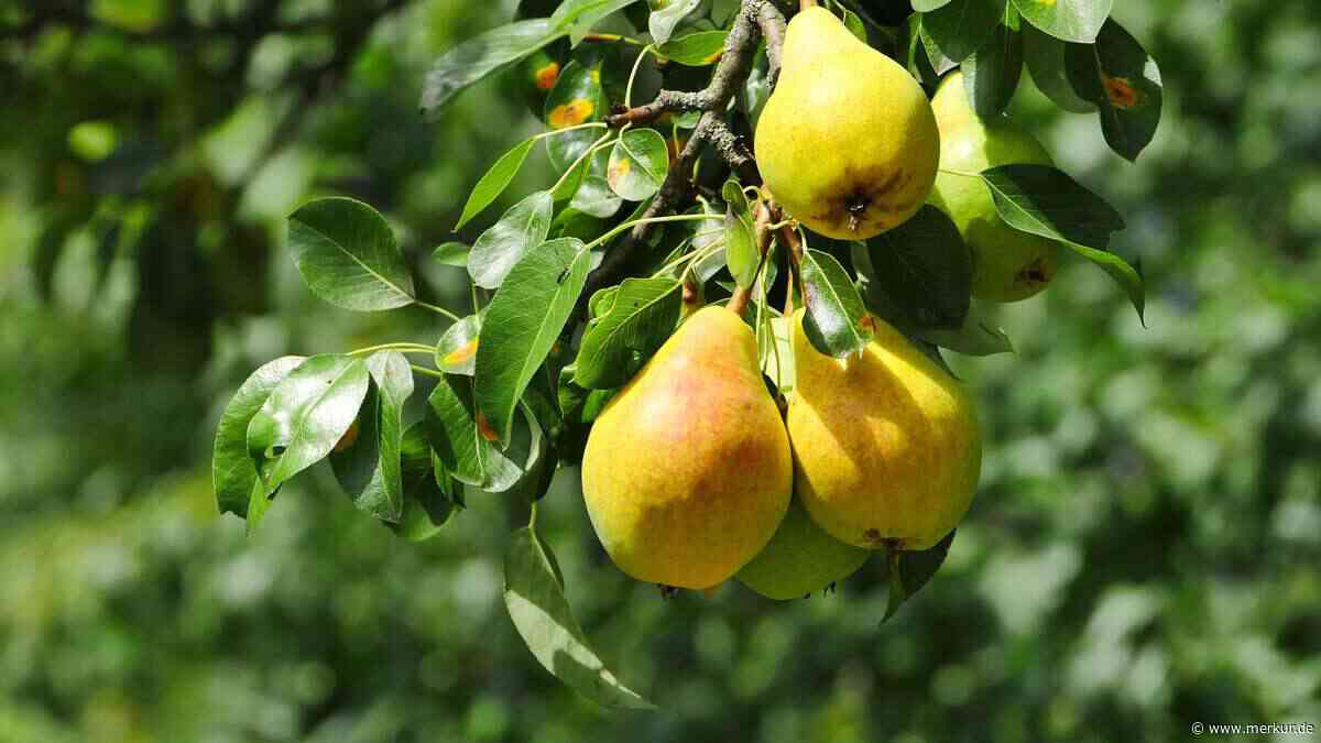 Mondkalender Oktober 2026: An diesen Tagen gelingen Gartenarbeiten besonders gut