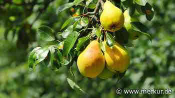 Mondkalender Oktober 2026: An diesen Tagen gelingen Gartenarbeiten besonders gut