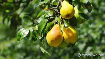 Mondkalender Oktober 2026: An diesen Tagen gelingen Gartenarbeiten besonders gut