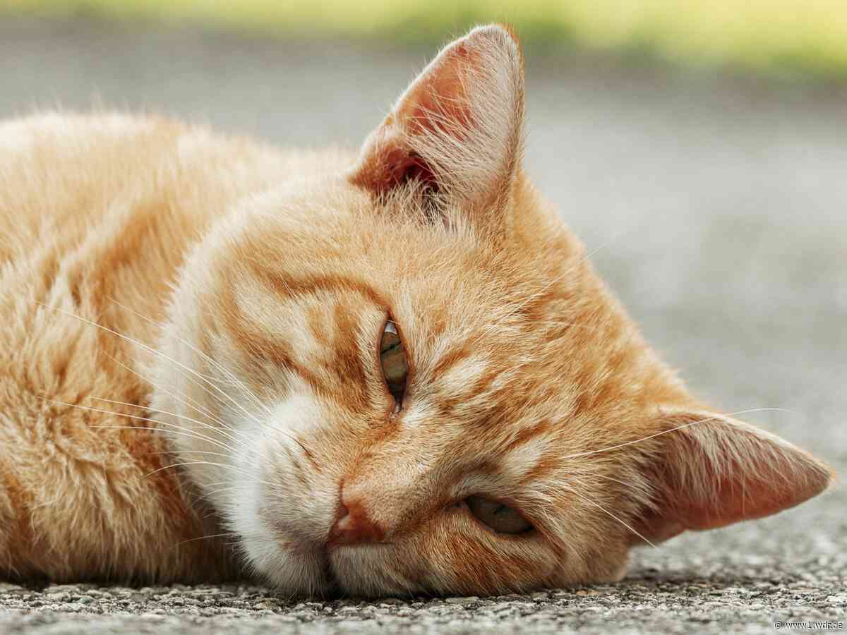 Katze verbrannt: Prozess in Bergheim wegen Tierquälerei