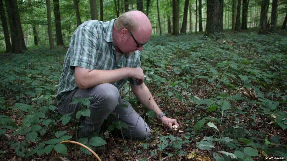 „Nur essen, was man kennt“: Pilzexperte aus NRW erklärt, worauf Sammler dringend achten sollten