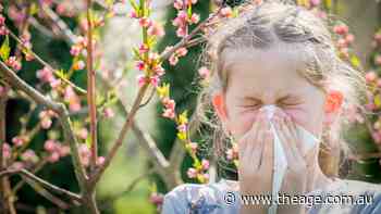 Why Melbourne is set for an intense hay fever, thunderstorm asthma season