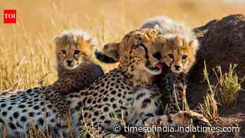 Meet Kuno National Park’s newest little stars: India-born cheetah KGP12 gives birth to 4 cubs