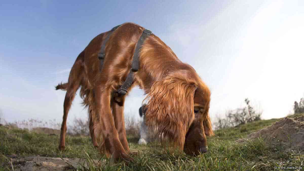 Hund beschäftigen: Schon mal Geodogging ausprobiert?