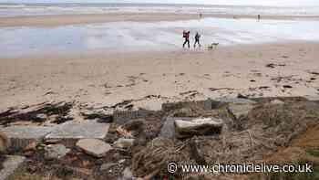 UK’s most dog friendly beach named and it's right here in Northumbria