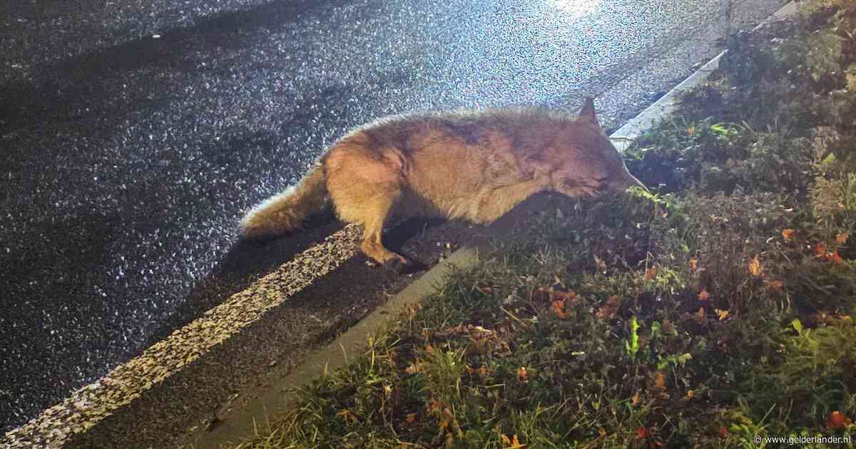 Let op: juist nu is de kans op een aanrijding met een wolf het grootst