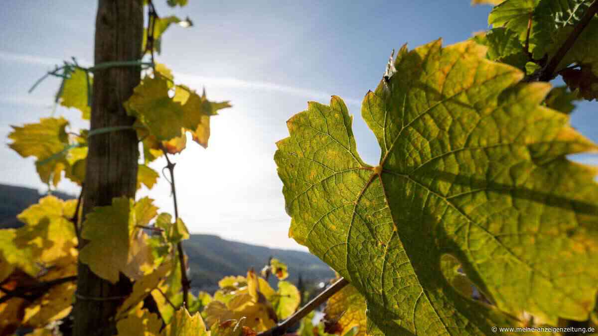 „In 20 Jahren gibt es hier keinen Weinbau mehr“ – Pfälzer Winzer meldet Insolvenz an