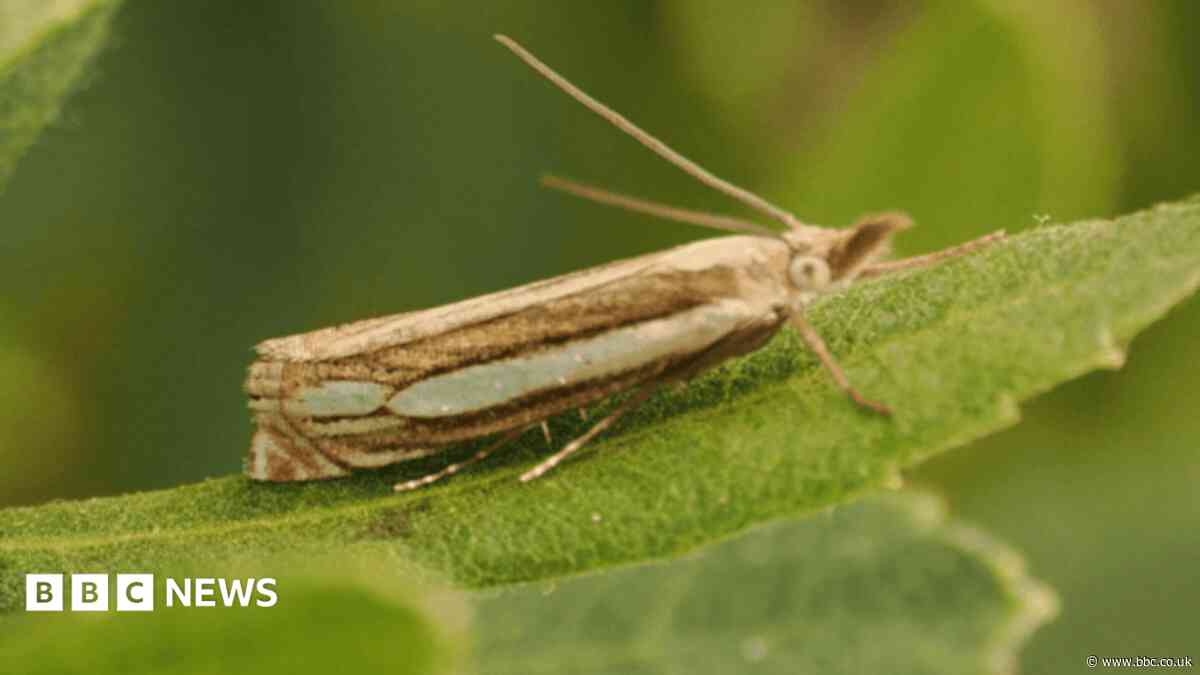 'Special surprise' as rare moth found in nature reserve for first time