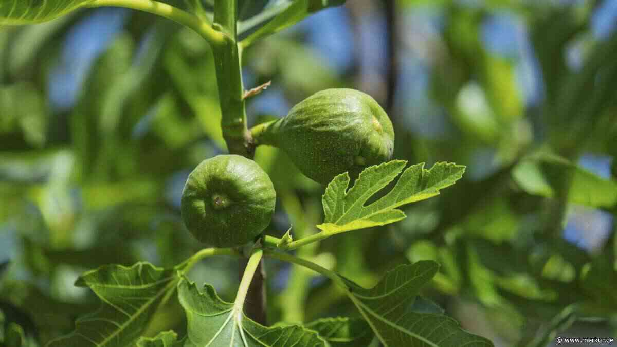 Feigenbaum überwintern: So schützen Sie die Pflanze sicher durch die Kälte