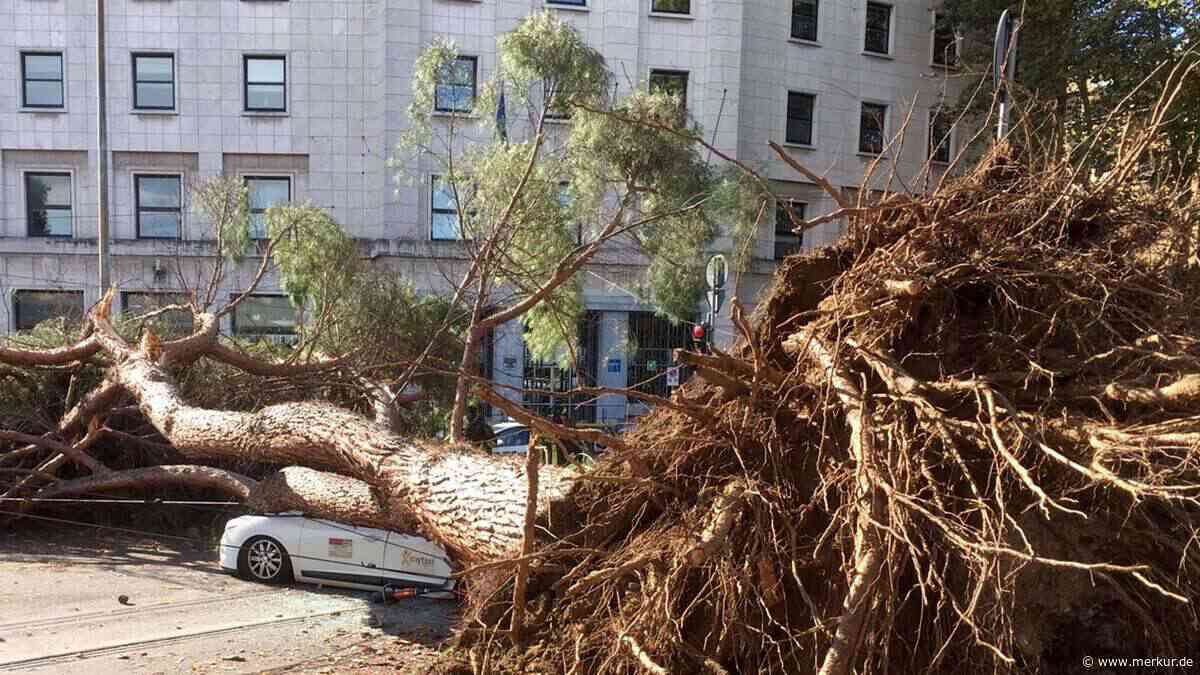 Riesige Kiefer kracht auf Wohnhaus in Rom – fünf Bewohner stundenlang eingeschlossen