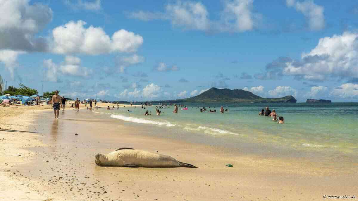 Urlauber wirft Stein auf seltene Robbe – und prahlt: „Bin reich genug für die Strafe“