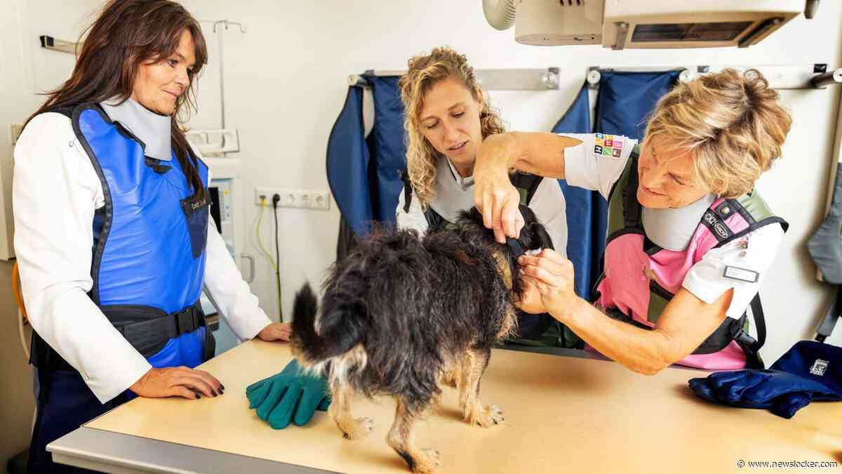 Achter de schermen bij spoeddienst voor dieren: ’Met een piepklein motorzaagje wordt het bot eruit gezaagd’