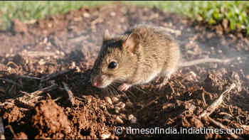 Scientists in Australia reduce wheat seed loss to mice by 63% using diluted wheat germ oil spray