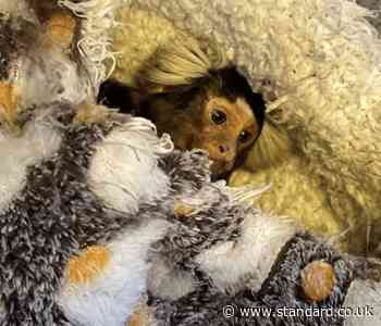 Monkey rescued from London home after it was found in bird cage