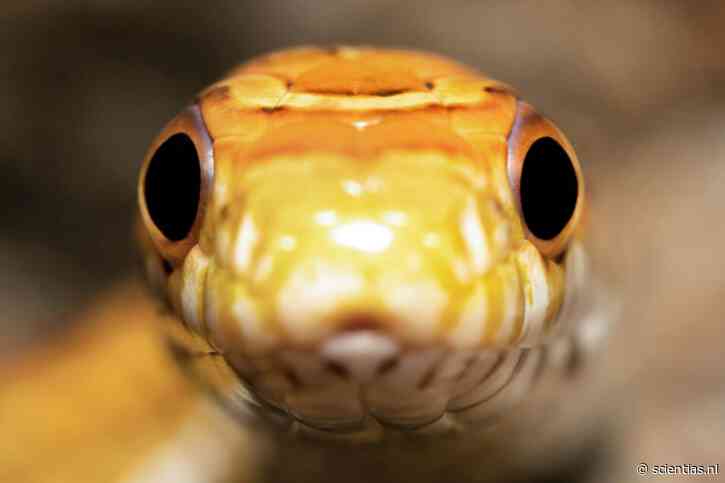 Waarom zijn sommige reptielen geel? Vitamine B2 blijkt een onverwachte rol te spelen