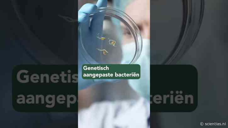 Heb jij (ook) je leven te danken aan genetisch gemodificeerde organismes?