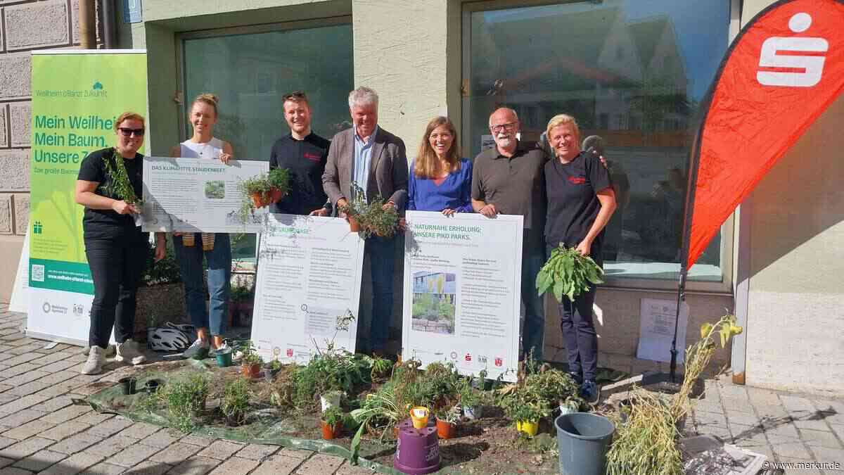 Grüne Oase in Altstadt abgebaut: „Die Menschen wollen eine Wiederholung“