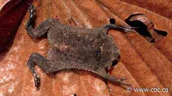 Meet the bizarre toad that 'sees' with its fingertips and gives birth through holes in its back