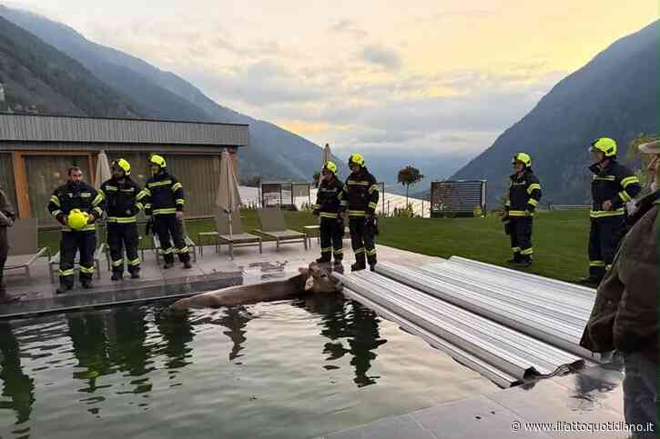 “Aiuto, c’è una mucca in piscina”: l’insolita chiamata ai vigili del fuoco dei gestori di un wellness hotel in Trentino Alto Adige