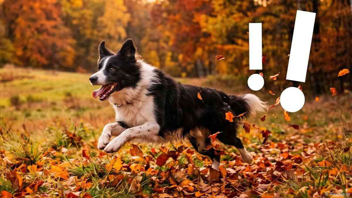 Winzige Gefahr – was Hunde auf Herbstspaziergängen bedroht
