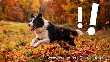 Winzige Gefahr – was Hunde auf Herbstspaziergängen bedroht