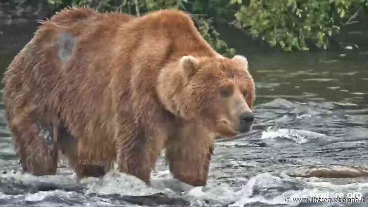 Backpack è il vincitore della “settimana dell’orso grasso”: “Ha una forza tranquilla, non è dominante come gli altri maschi adulti che pescano lungo la cascata”