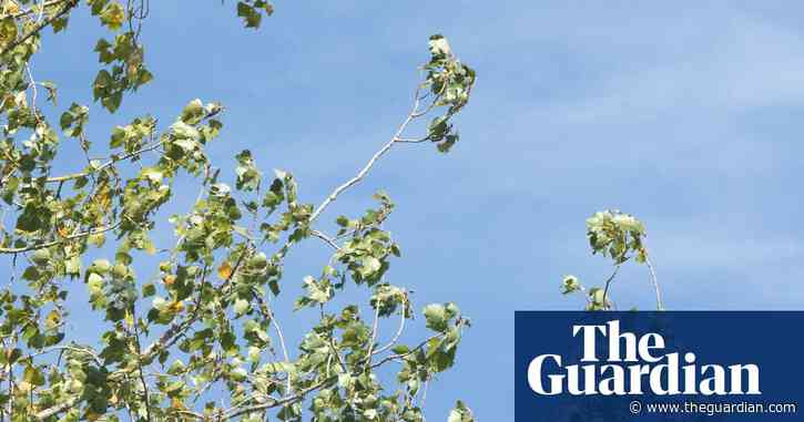 Country diary: Which tree sounds the best in the wind? Take a bough, the poplar | Derek Niemann