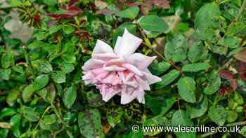 Roses will be free of black spot and last longer when coated with kitchen staple