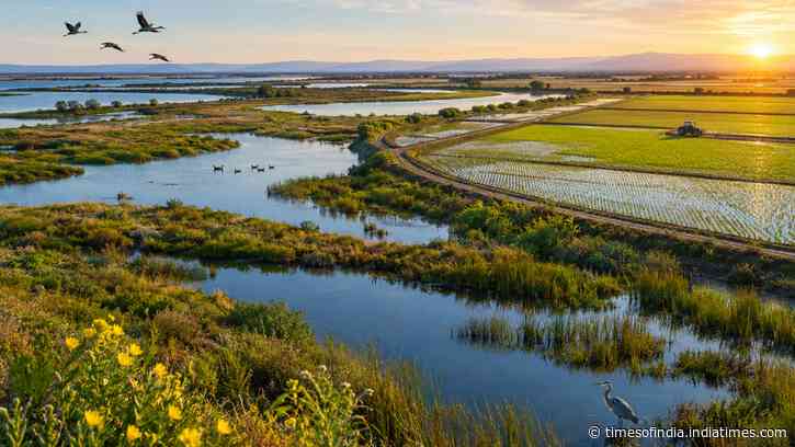 California set to break ground on 2,800-acre Webb Tract project to restore wetlands, rice fields