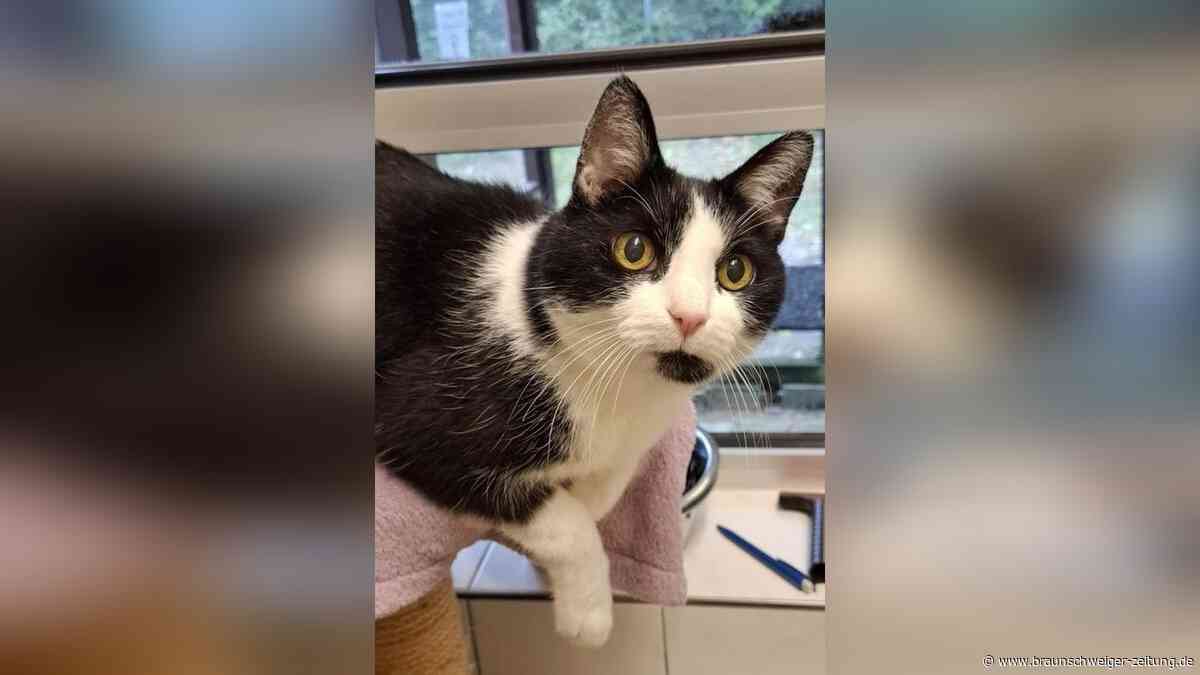 Voller Lebensfreude: Wolfsburger Kater Rolf (10) sucht liebevolles Zuhause