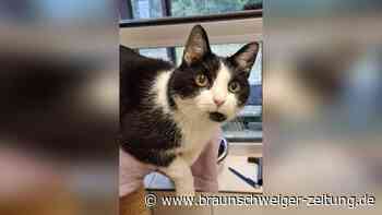 Voller Lebensfreude: Wolfsburger Kater Rolf (10) sucht liebevolles Zuhause