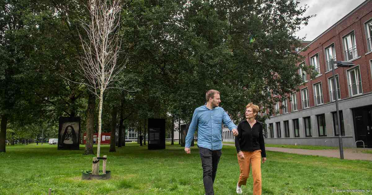 Breda krijgt meer dode bomen door hitte en droogte: moeten we straks palmbomen planten?