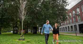Breda krijgt meer dode bomen door hitte en droogte: moeten we straks palmbomen planten?