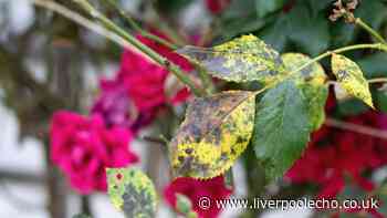 Gardeners urged to spray roses with 1 natural item in October to stop black spot