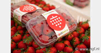 Rockberry introduceerde Europese aardbeienrassen in Armenië