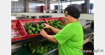 Prijzen Braziliaanse avocado's dalen sinds mei door druk Peruaans aanbod