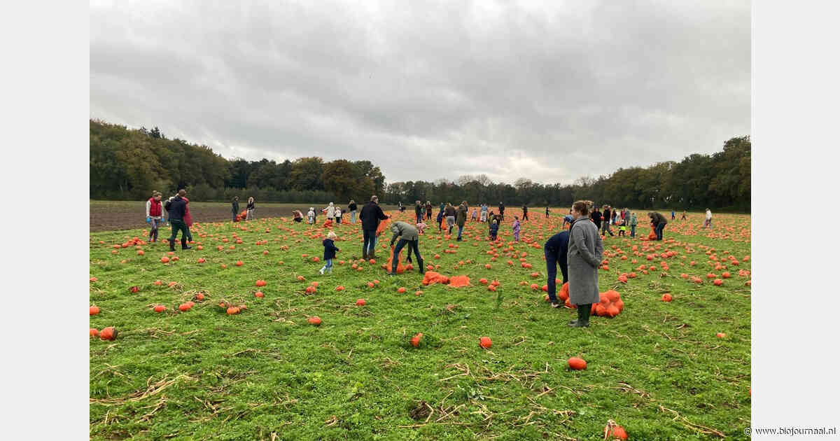 Overesch organiseert raapdagen voor biologische pompoenen