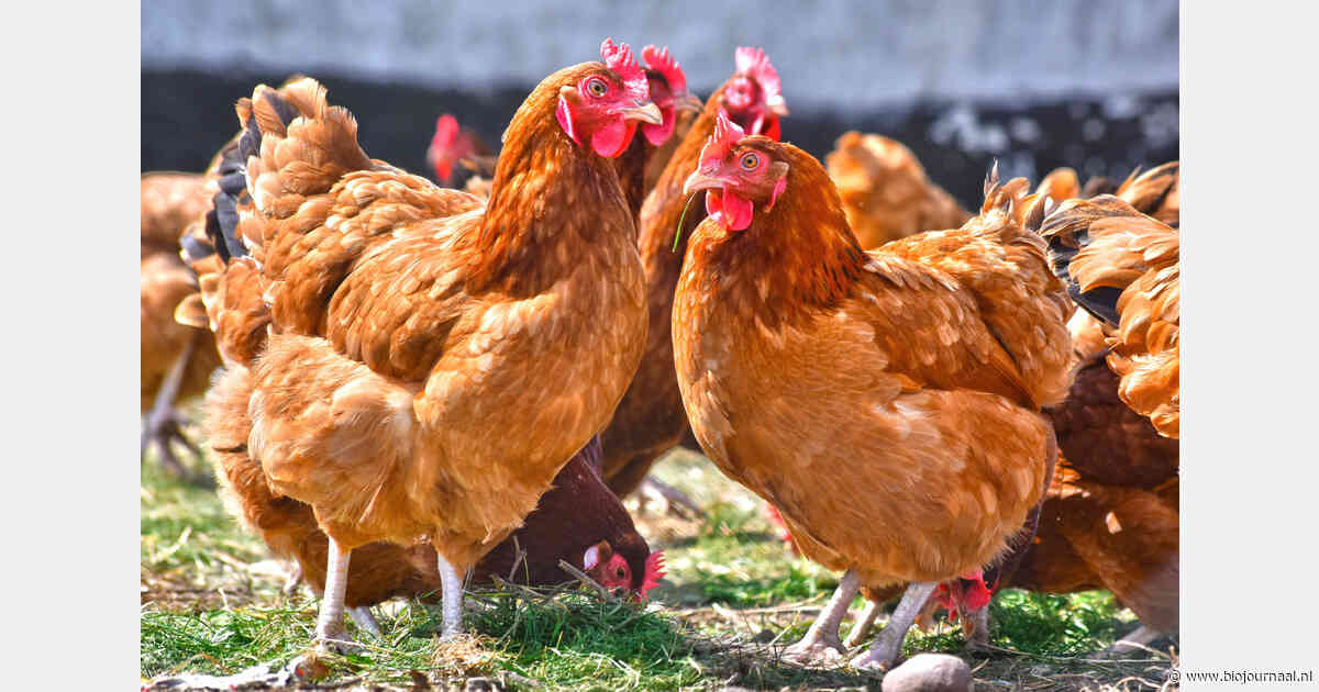 De Heus: legresultaten blijven overeind met 100% biologisch voer