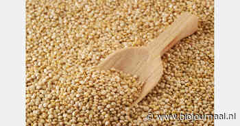Biologische quinoa levert volgens teler hoger saldo dan tarwe