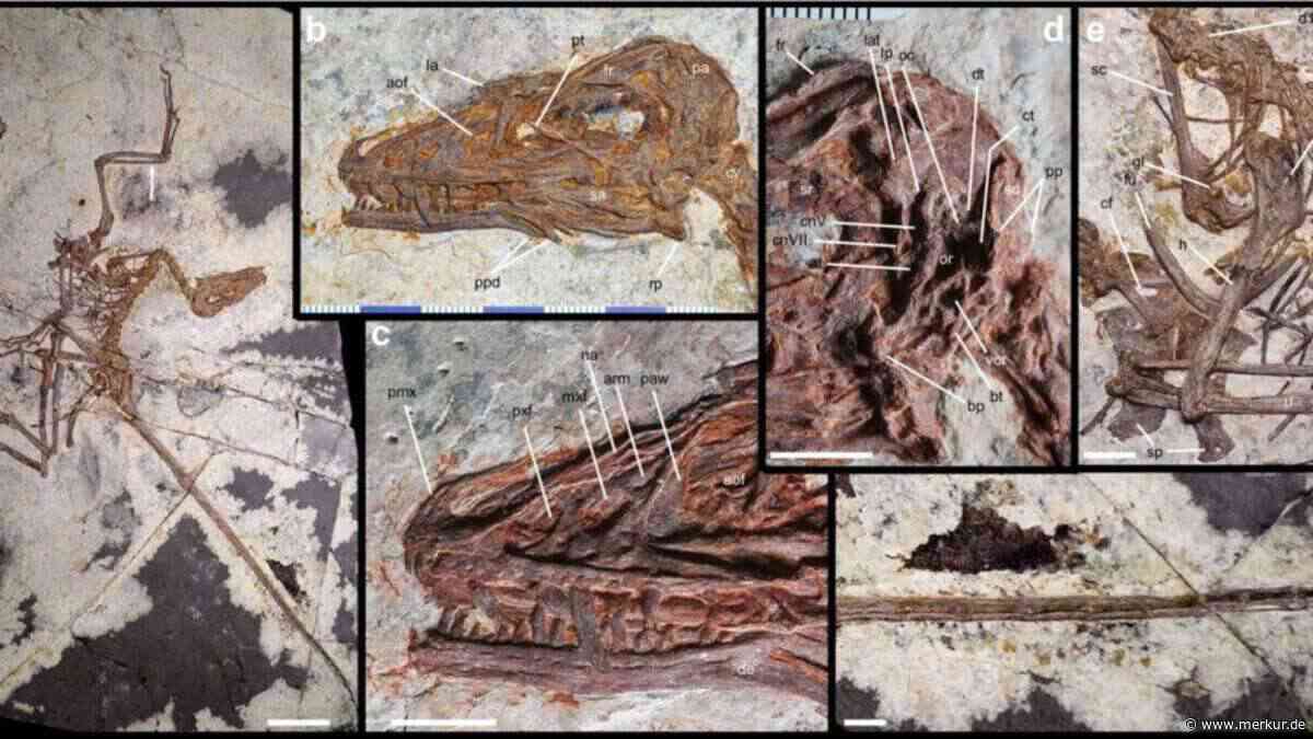 Vierflügel-Dinosaurier aus China entdeckt – Forscher finden neuen Hinweis auf Ursprung des Fliegens