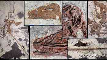 Vierflügel-Dinosaurier aus China entdeckt – Forscher finden neuen Hinweis auf Ursprung des Fliegens