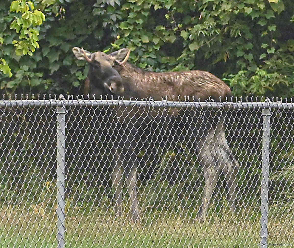 DEC euthanizes moose it captured in Troy
