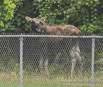 DEC euthanizes moose it captured in Troy