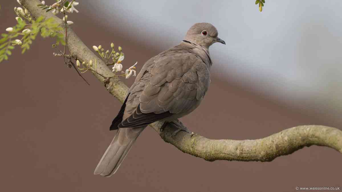 Attract doves to garden regularly in October by scattering 1 item outdoors