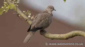 Attract doves to garden regularly in October by scattering 1 item outdoors