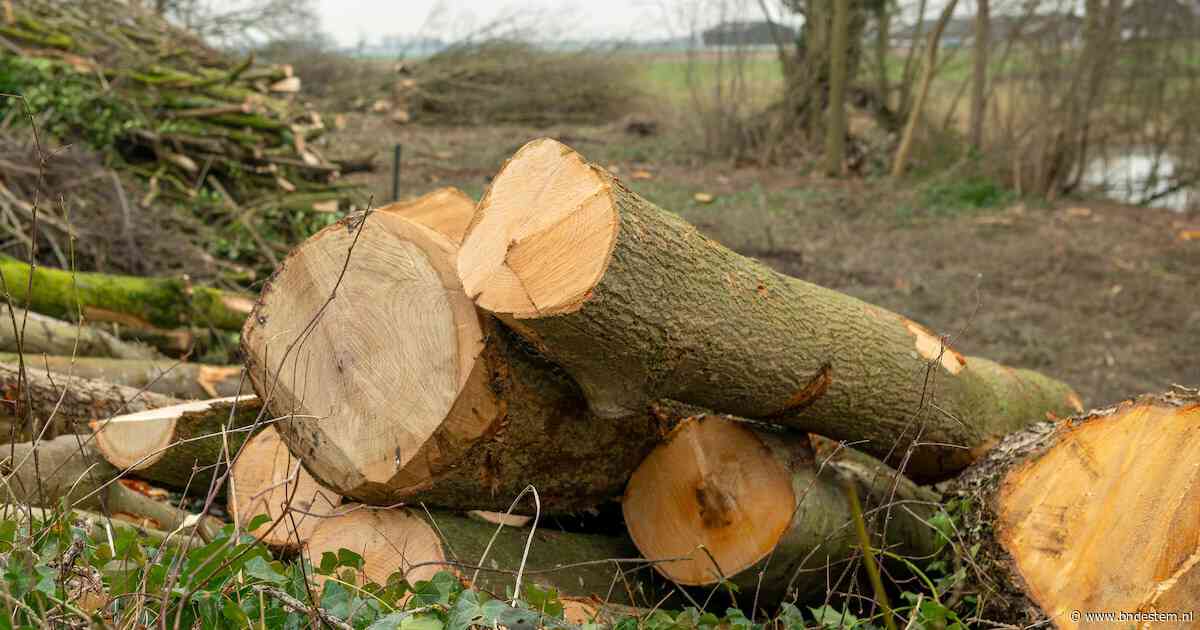 Groot aantal bomen Etten-Leur gekapt als gevolg van klimaatverandering: ‘Onaanvaardbaar veiligheidsrisico’