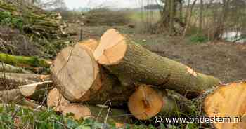Groot aantal bomen Etten-Leur gekapt als gevolg van klimaatverandering: ‘Onaanvaardbaar veiligheidsrisico’