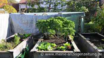 Hochbeet im Herbst: Dieser Trick verlängert die Ernte – die meisten Gärtner kennen ihn nicht